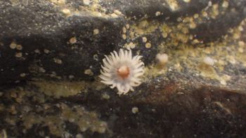Media type: image;   Invertebrate Zoology 153105 Description: live specimen;
